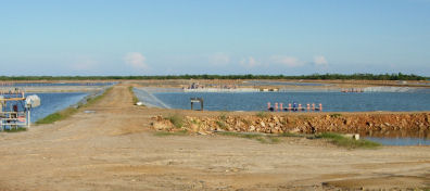 semi-intensive shrimp farm